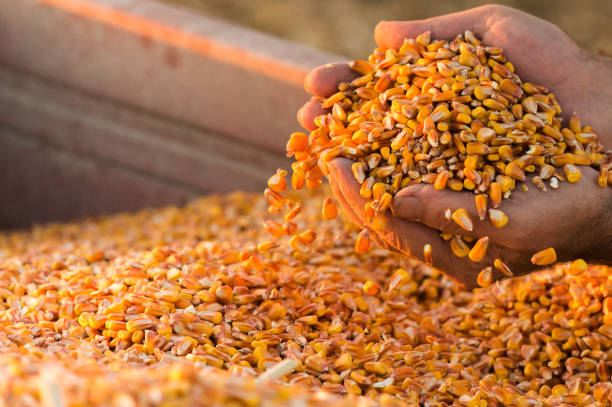 istock Farmer holding ripe corn grains in his hands at sunset  after harvest 1132083203
