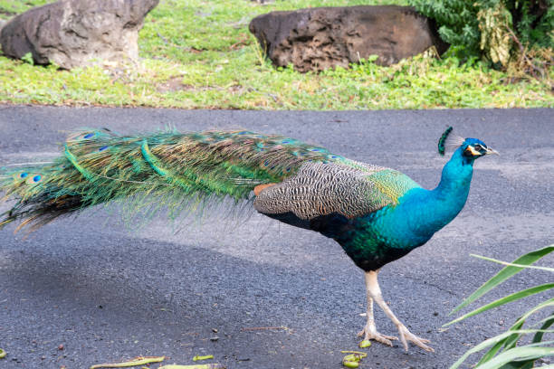 istock Hawaii Oahu Blue peacock i 1132083465