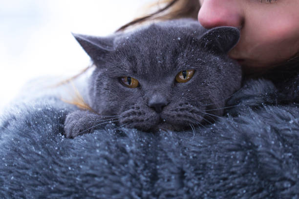 british fold cat and young woman in snow