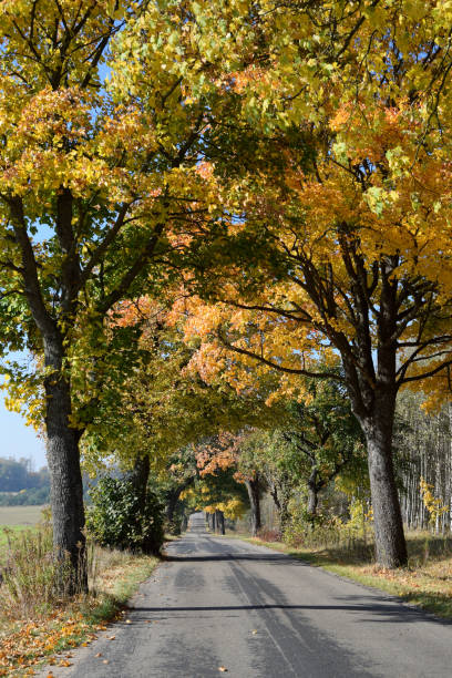 istock autumn landscape lake road 1132087306