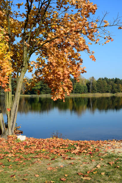 istock autumn landscape lake road 1132088100