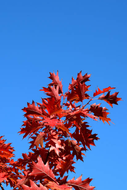 istock autumn landscape lake road 1132088350