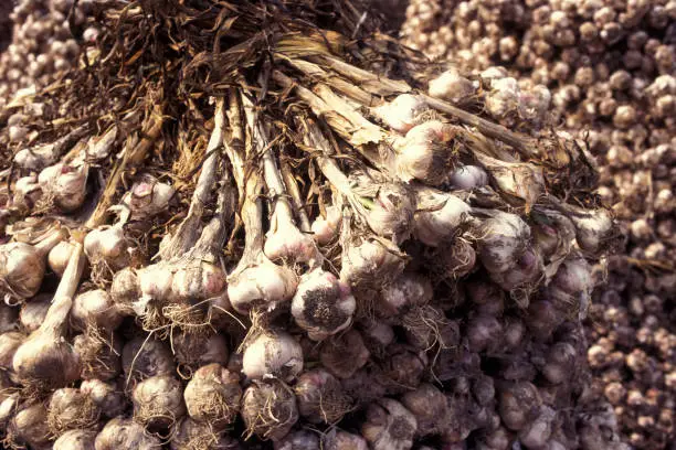 garlic in a shop on a market in the city of Seoul in South Korea in EastAasia.  Southkorea, Seoul, May, 2006