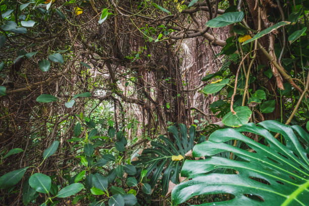 istock tropical forest or jungle - inside rainforest landscape 1132088628