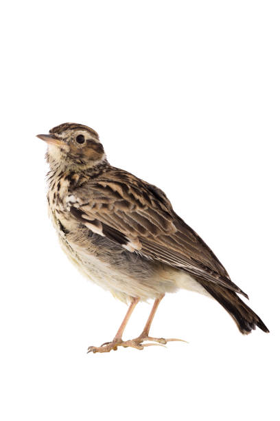 istock Wood Lark (Lullula arborea) isolated on a white background 1132088991