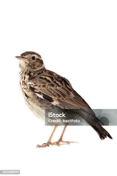 Wood Lark Isolated On A White Background Stock Photo - Download Image Now