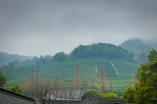 Green Tea farms near Hangzhou