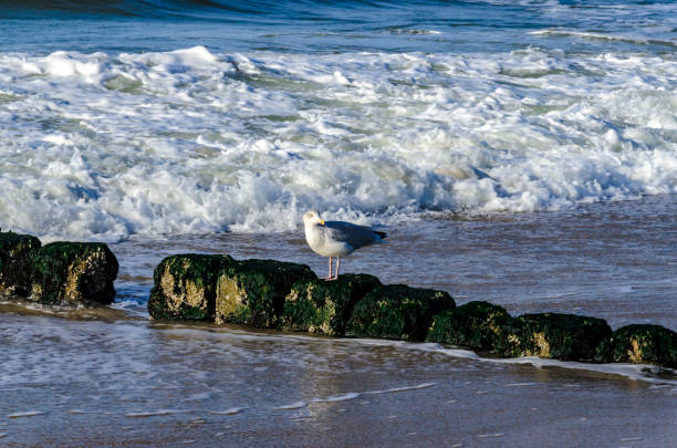 Raw of Wooden Breakwaters at a seaside