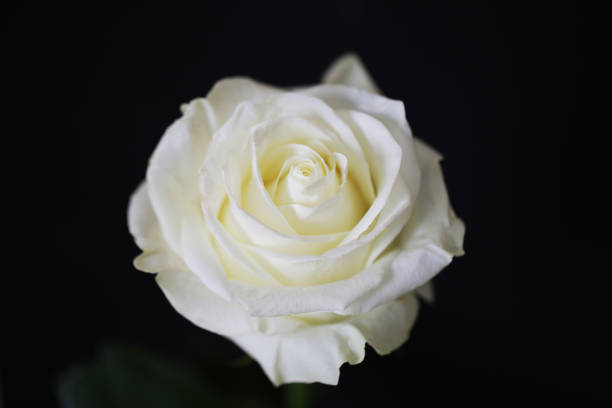 istock White rose flower close up macro 1132090940