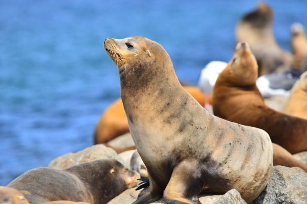 istock Sea Lion Of Monterey Bay 1132092148