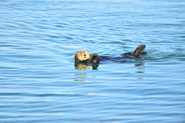 istock Sea Otter in Monterey Bay 1132092180