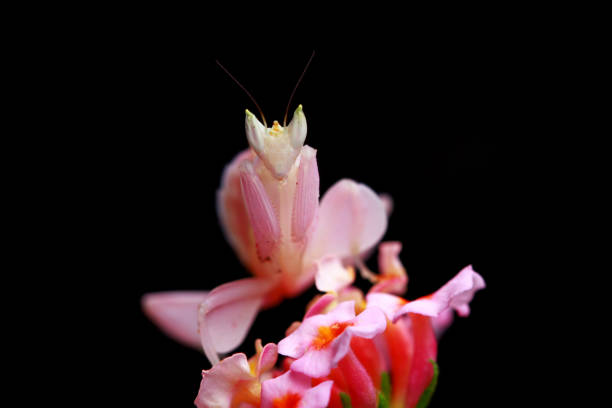 Beautiful orchid mantis on red flower, orchid mantis stock photo