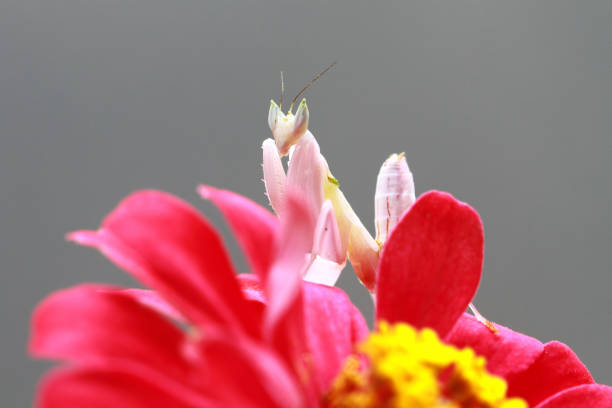 Orchid matis on red flowes,