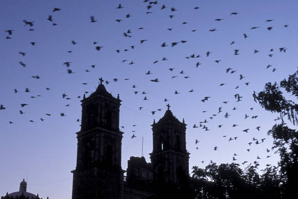 istock MEXICO YUCATAN VALLADOLID CATHEDRAL 1132092370