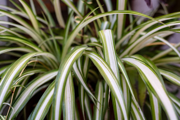 Close up of a Spider Plant, Ribbon Plant or Chlorophytum Comosum Close up of a Spider Plant, Ribbon Plant or Chlorophytum Comosum spider plant photos stock pictures, royalty-free photos & images