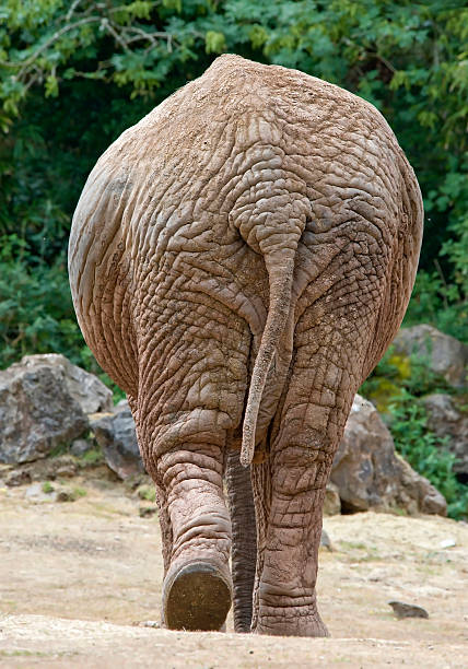 istock Rear view of an elephant 113209284