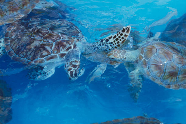 istock MEXICO YUCATAN CANCUN WATERTURTLE 1132094045