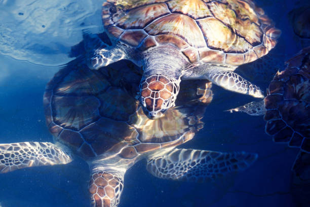 istock MEXICO YUCATAN CANCUN WATERTURTLE 1132094068