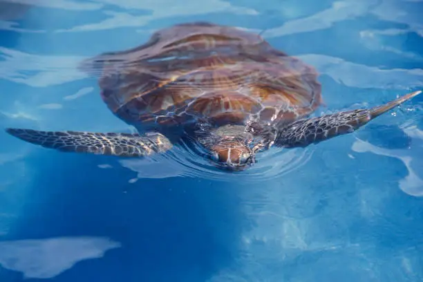 a waterturtle on Isla Mujeres near the city of Cancun on Yucatan in the Province Quintana Roo in Mexico in Central America.     Mexico, Isla Mujeres, January 2009.