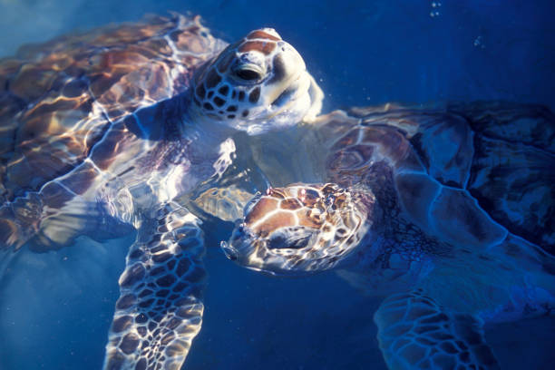 istock MEXICO YUCATAN CANCUN WATERTURTLE 1132094654