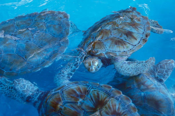 istock MEXICO YUCATAN CANCUN WATERTURTLE 1132094678