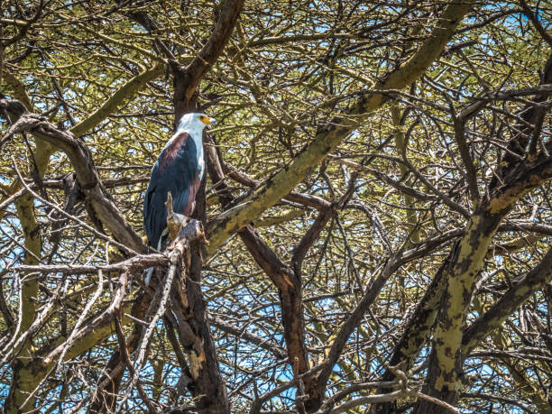 istock A majestic African fish eagle rests on a tree waiting to leave for fishing 1132094971