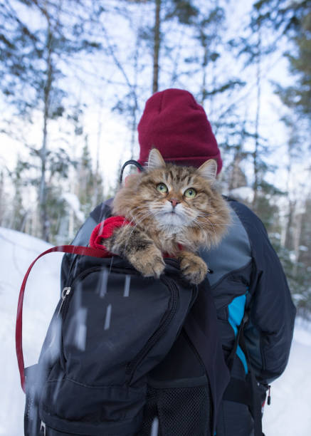 istock Hiking with Cat in Winter 1132095134