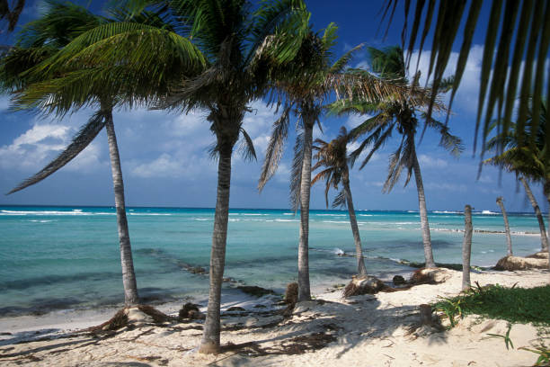istock MEXICO YUCATAN CANCUN BEACH CARIBBEAN SEA 1132096342