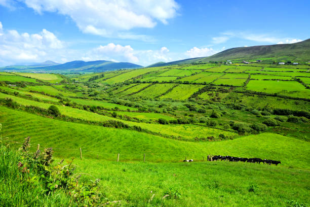 colline di campi verdi nelle campagne irlandesi. penisola di dingle, contea di kerry. - green slopes foto e immagini stock