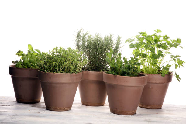 istock Homegrown and aromatic herbs in old clay pots 1132096903