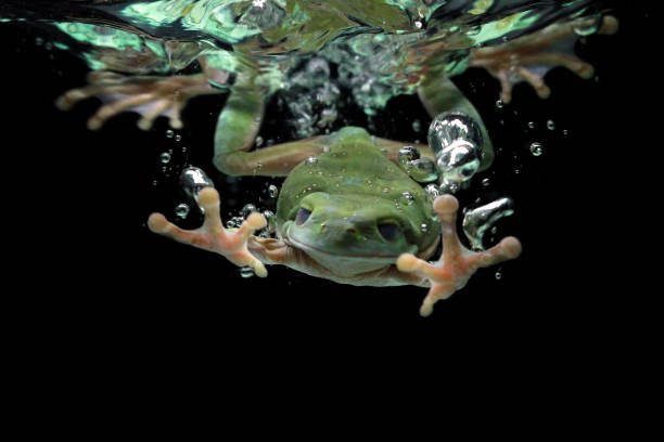 Dumpy frog dives into the water, australian tree frog stock photo