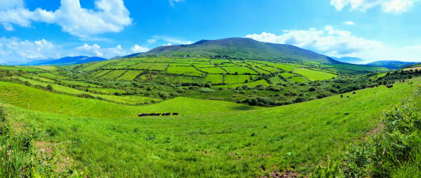 아일랜드의 시골에 있는 파노라마 녹색 필드. 딩 글 반도, 케리 주. - scenics county kerry republic of ireland irish culture 뉴스 사진 이미지