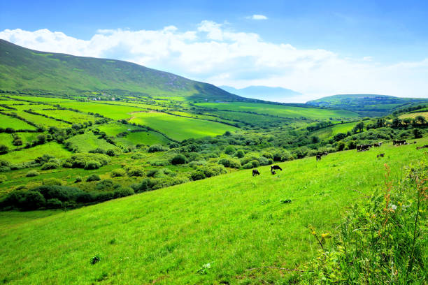 dolina zielonych pól na wsi w irlandii. półwysep dingle, hrabstwo kerry. - scenics county kerry republic of ireland irish culture zdjęcia i obrazy z banku zdjęć