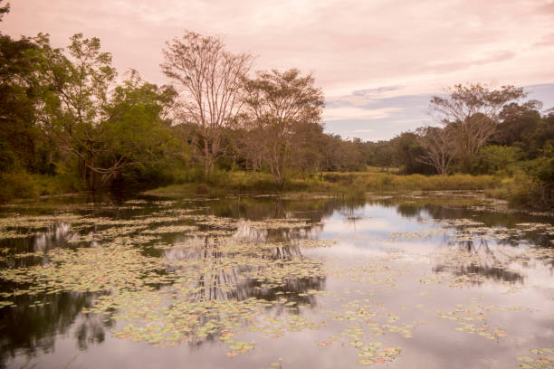 istock CAMBODIA ANLONG VENG TA MOK LAKE LANDSCAPE 1132098083