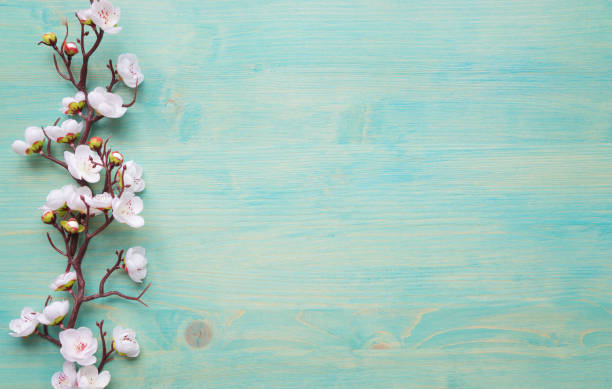 istock White flowers on blue wooden background 1132098278