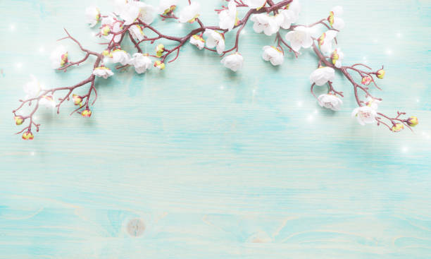 istock White flowers on blue wooden background 1132098303