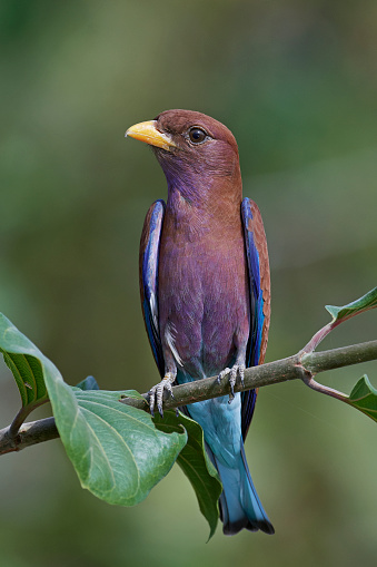 Broad-billed roller in its natural habitat in Gambia