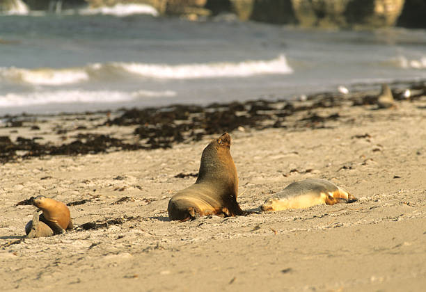 istock Australian Sea Lion Family on Beach 113209923