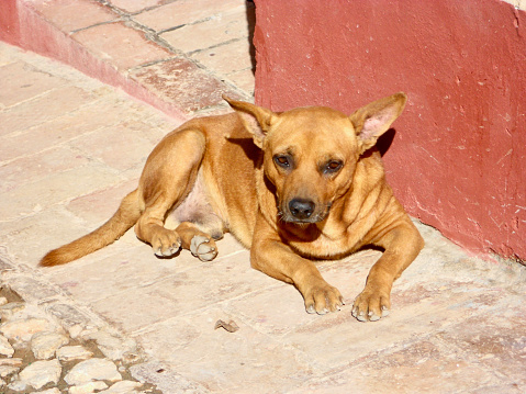dog lying in the sun on a street of Trinidad in Cuba