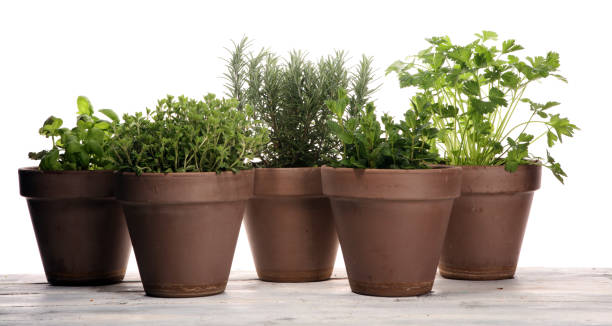 istock Homegrown and aromatic herbs in old clay pots 1132099562