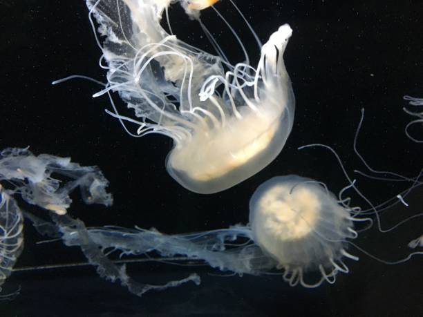 istock White beautiful jellyfish in aquarium 1132100795