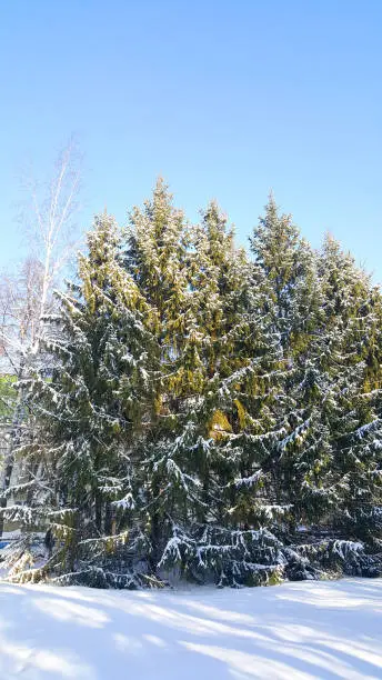 Fir-forest  in the winter afternoon