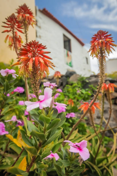 istock Bunch of Red aloe Vera flowers 1132101266