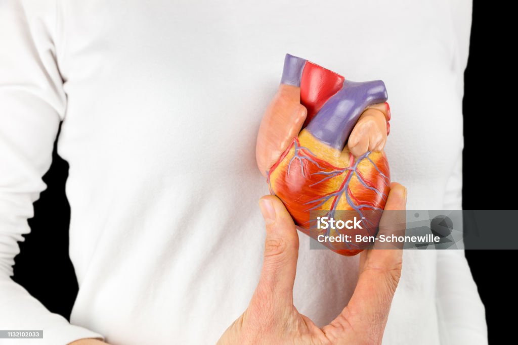 Hand holds heart model in front of white chest Female hand holds human heart model in front of white chest with black background. This artificial organ model is used for education in high school to learn students about biology. They learn about the human body and how our heart works. Our hearts function as a pump for the blood circulation. Adult Stock Photo