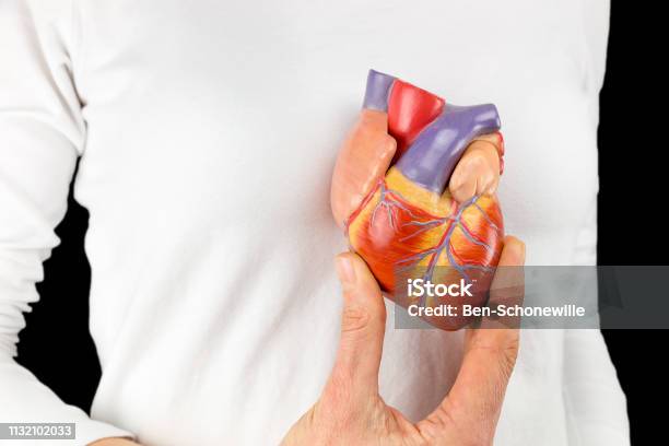 Hand Holds Heart Model In Front Of White Chest Stock Photo - Download Image Now - Adult, Adults Only, Anatomy