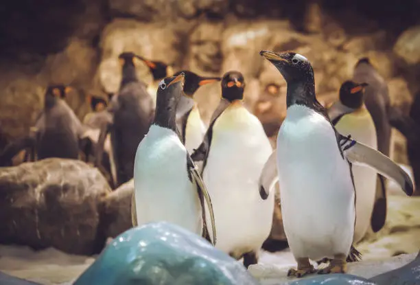 Gentoo penguis standing together in the zoo