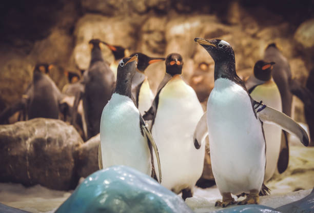 gentoo penguins in the zoo - artificial wing fotos imagens e fotografias de stock