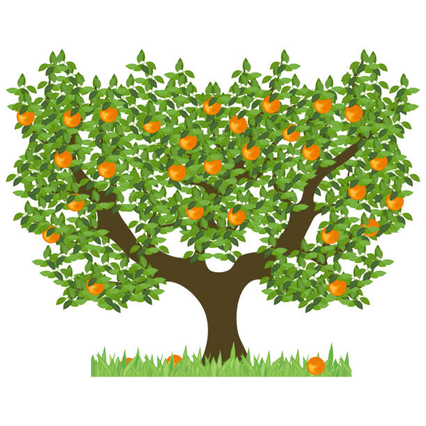 ilustrações, clipart, desenhos animados e ícones de árvore alaranjada com folhas verdes. árvore verde com as laranjas maduras doces. a árvore alaranjada isolada com frutas maduras em um fundo branco. - citrus fruit orange mandarin orange tangerine