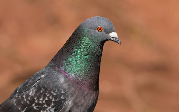 istock Close up of a rock dove / pigeon (Columba livia) 1132102735