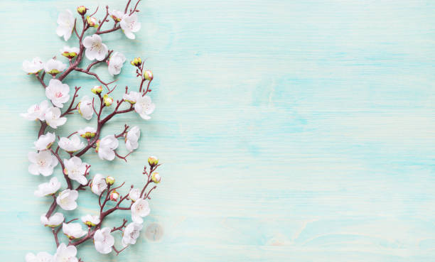 青い木の背景に白い花 - flower spring white blue ストックフォトと画像